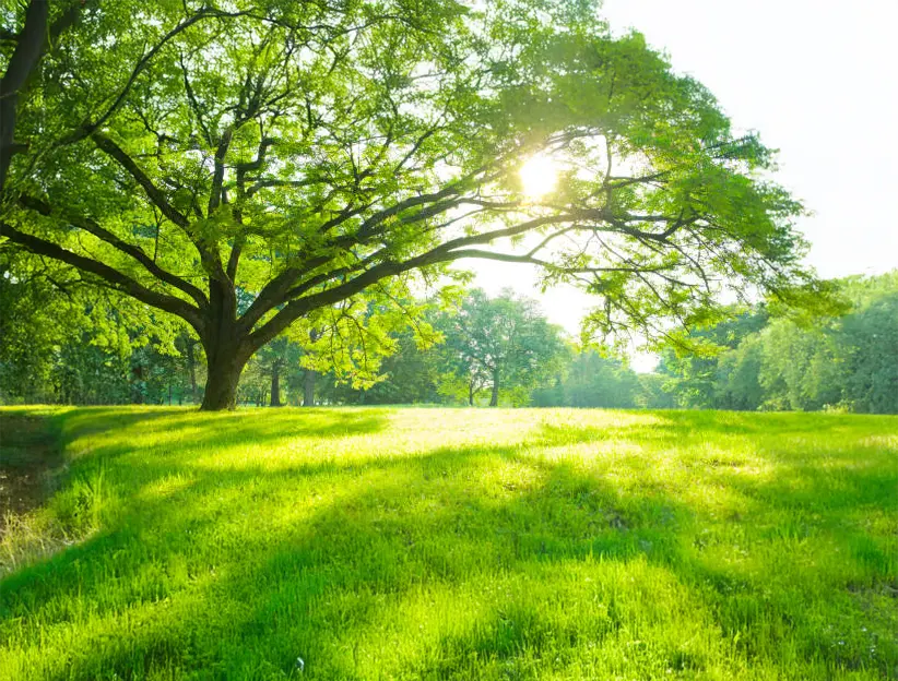 Sustainability